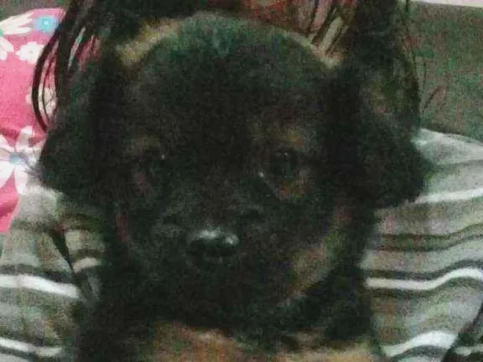 Cachorro ra a Vira Lata idade Abaixo de 2 meses nome Sem Nome