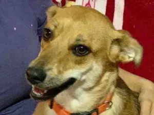 Cachorro raça Srd idade  nome Mel