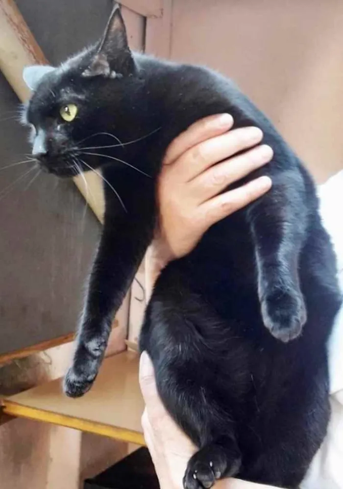 Gato ra a Srd idade 1 ano nome Orfeu gato lindo dem