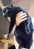Orfeu gato lindo dem