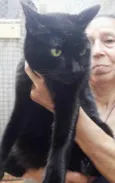 Orfeu gato lindo dem