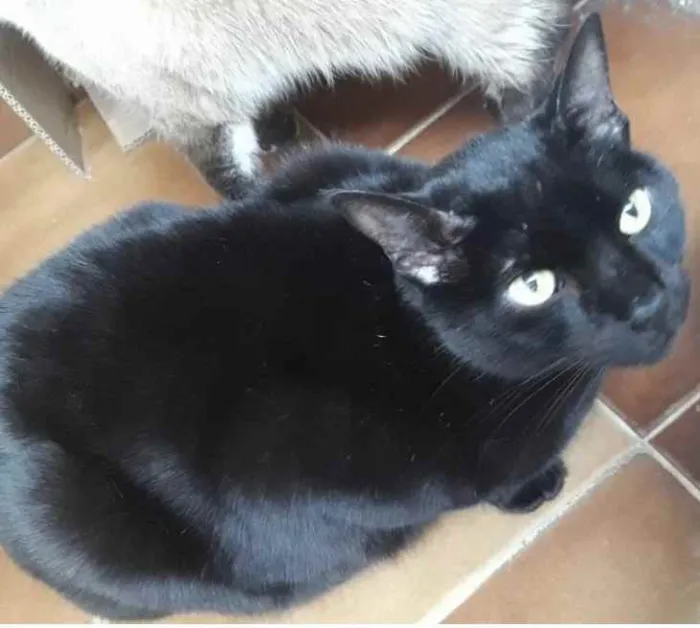 Gato ra a Srd idade 1 ano nome Orfeu gato lindo dem