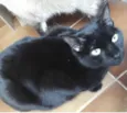 Orfeu gato lindo dem