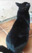Orfeu gato lindo dem