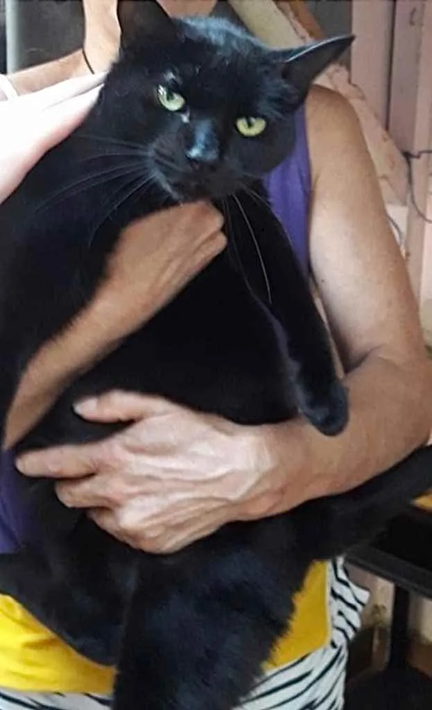 Gato ra a Srd idade 1 ano nome Orfeu gato lindo dem