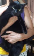 Orfeu gato lindo dem