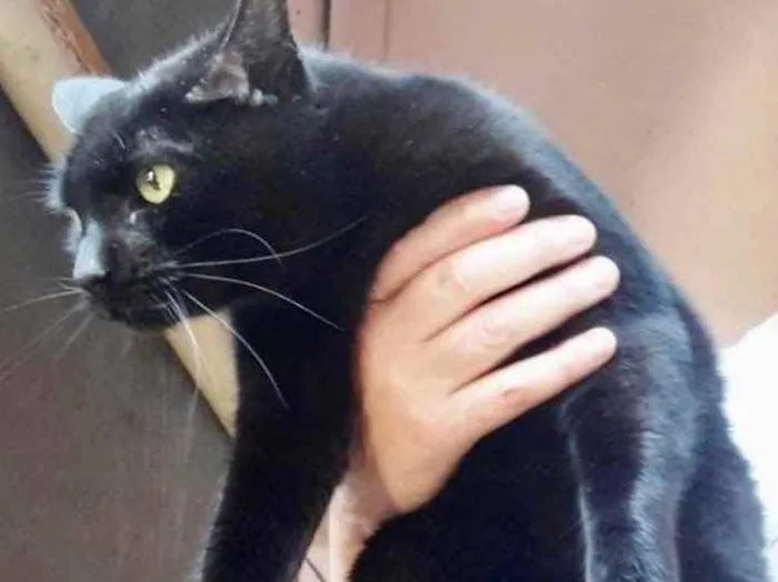 Gato ra a Srd idade 1 ano nome Orfeu gato lindo dem