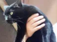 Orfeu gato lindo dem