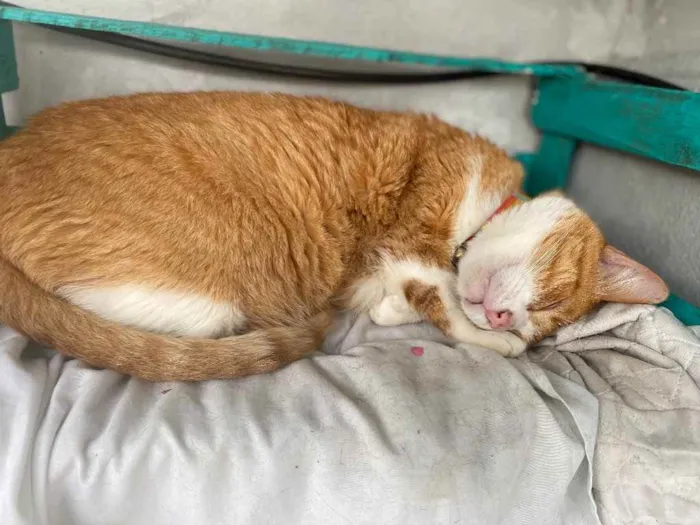 Gato ra a  idade 1 ano nome Caramelo 