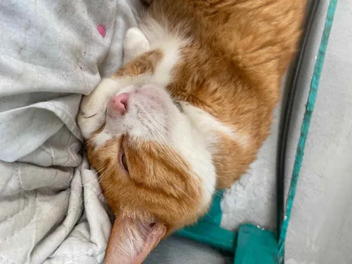 Gato ra a  idade 1 ano nome Caramelo 
