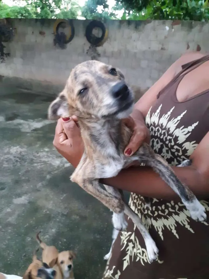 Cachorro ra a vira-lata idade 2 a 6 meses nome doguinhos