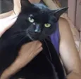 Orfeu gato lindo dem