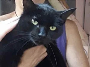 Gato raça Srd idade 1 ano nome Orfeu gato lindo dem