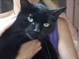 Orfeu gato lindo dem