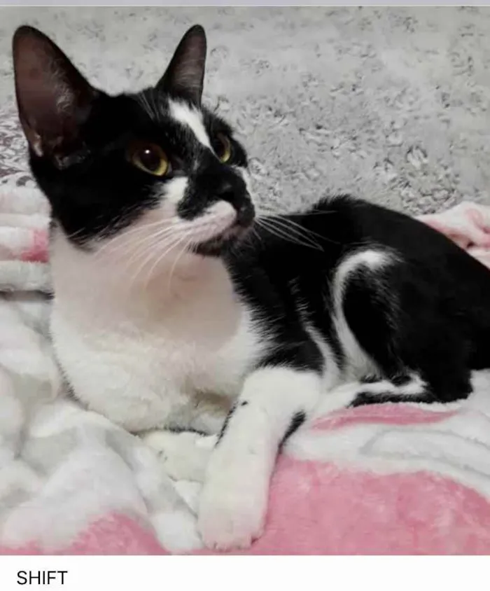 Gato ra a Srd frajola  idade 7 a 11 meses nome Shift lindo bebê 