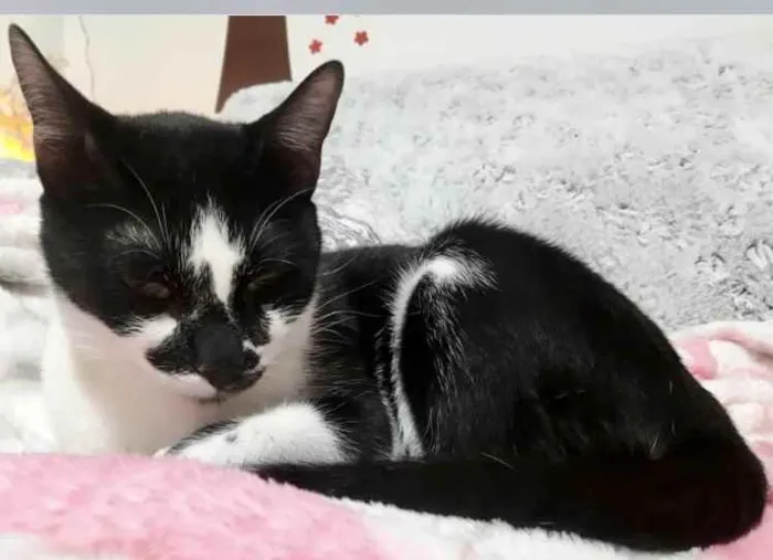 Gato ra a Srd frajola  idade 7 a 11 meses nome Shift lindo bebê 
