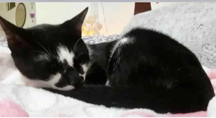 Gato ra a Srd frajola  idade 7 a 11 meses nome Shift lindo bebê 