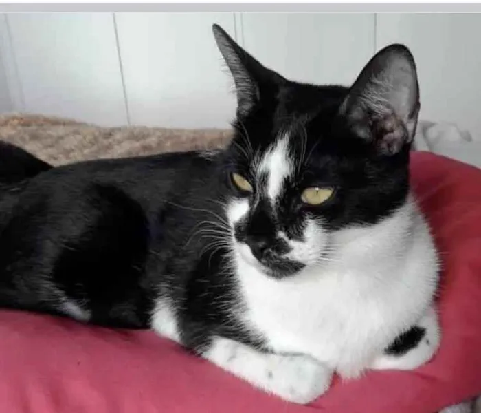 Gato ra a Srd frajola  idade 7 a 11 meses nome Shift lindo bebê 