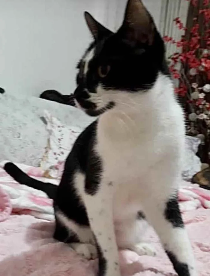 Gato ra a Srd frajola  idade 7 a 11 meses nome Shift lindo bebê 