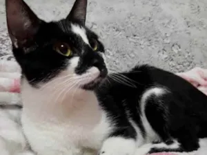 Gato raça Srd frajola  idade 7 a 11 meses nome Shift lindo bebê 