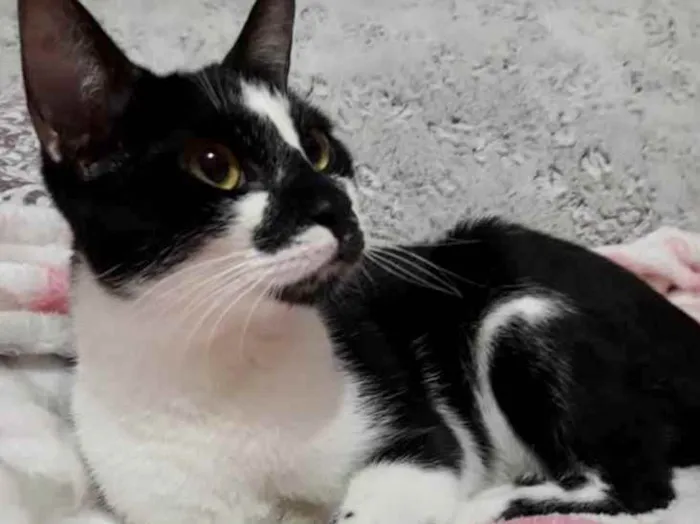 Gato ra a Srd frajola  idade 7 a 11 meses nome Shift lindo bebê 