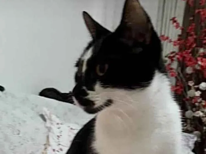 Gato ra a Srd frajola  idade 7 a 11 meses nome Shift lindo bebê 