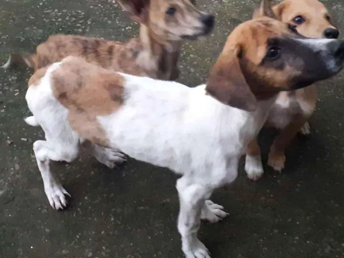 Cachorro ra a vira-lata idade 2 a 6 meses nome doguinhos