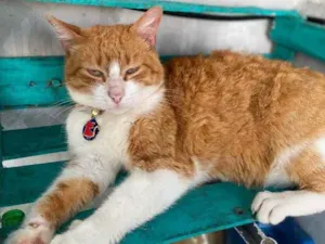 Gato raça  idade 1 ano nome Caramelo 