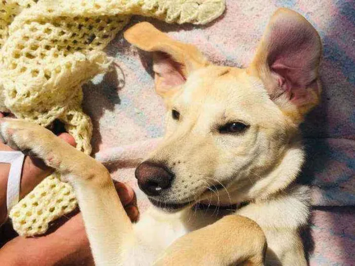 Cachorro ra a Sem raça definida idade 2 anos nome Suzi