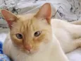 Pepe lindo e fofo