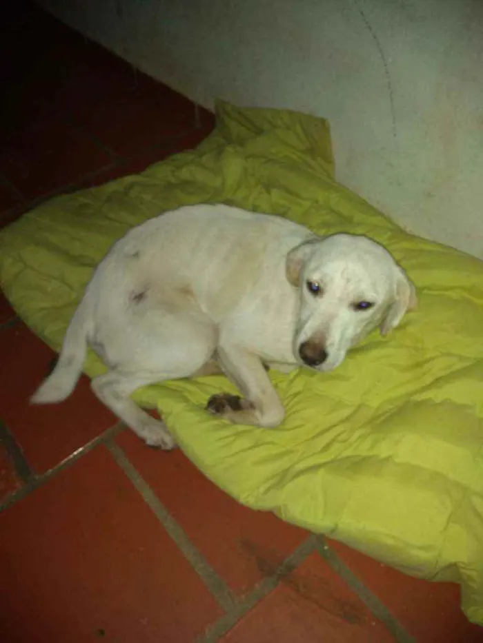 Cachorro ra a Labrador misturado  idade 1 ano nome Princesa