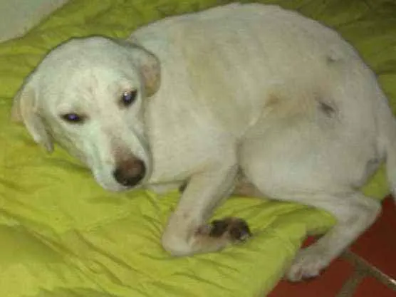 Cachorro ra a Labrador misturado  idade 1 ano nome Princesa