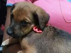 Cachorro raça Vira lata idade 2 a 6 meses nome Dandara