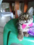 Panterinha