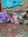 Panterinha