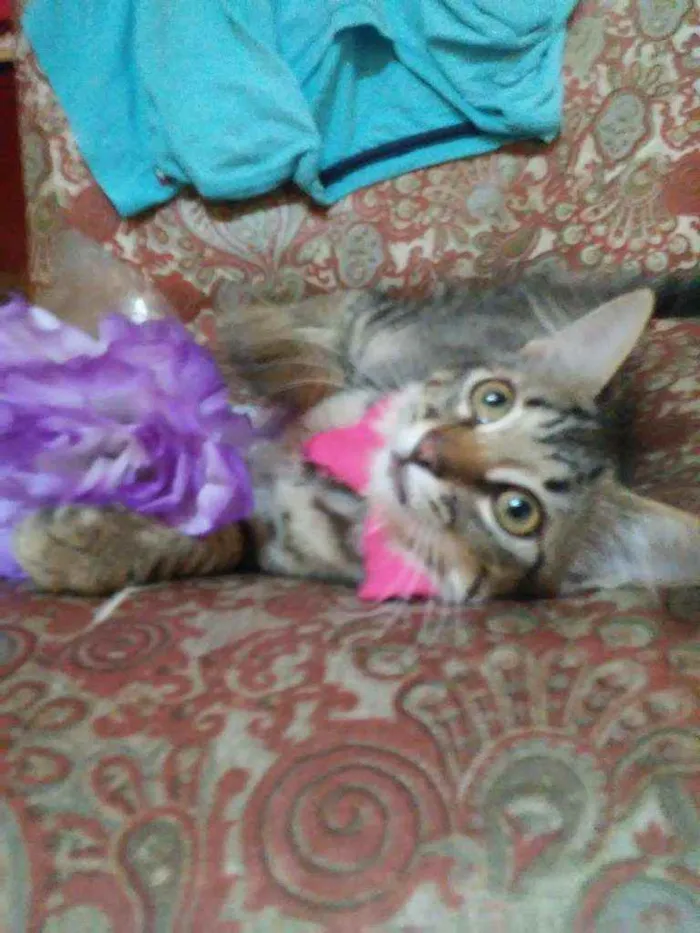 Gato ra a Tigresa idade 2 a 6 meses nome Panterinha