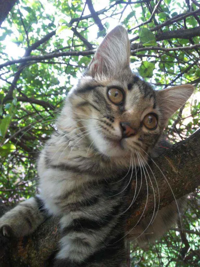 Gato ra a Tigresa idade 2 a 6 meses nome Panterinha