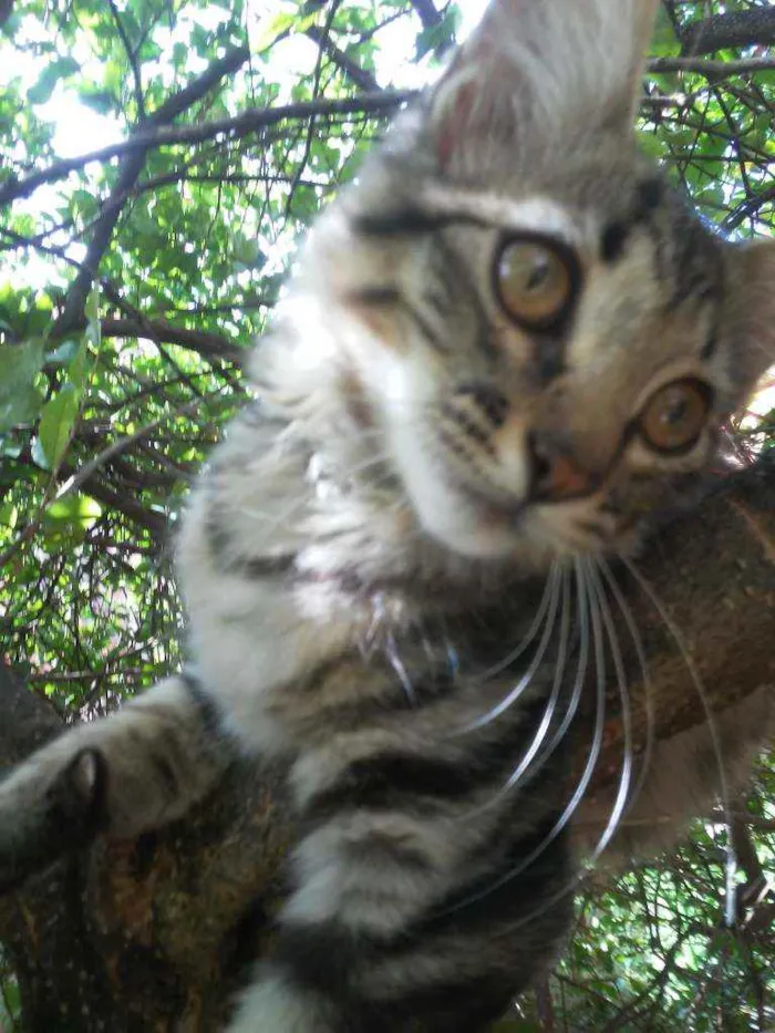 Gato ra a Tigresa idade 2 a 6 meses nome Panterinha