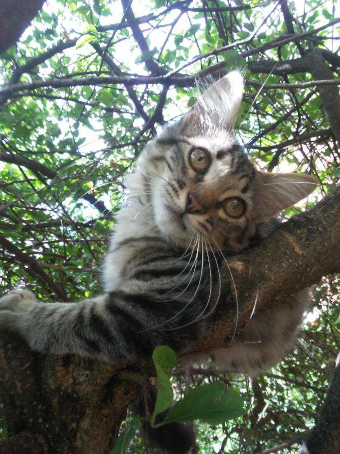Gato ra a Tigresa idade 2 a 6 meses nome Panterinha