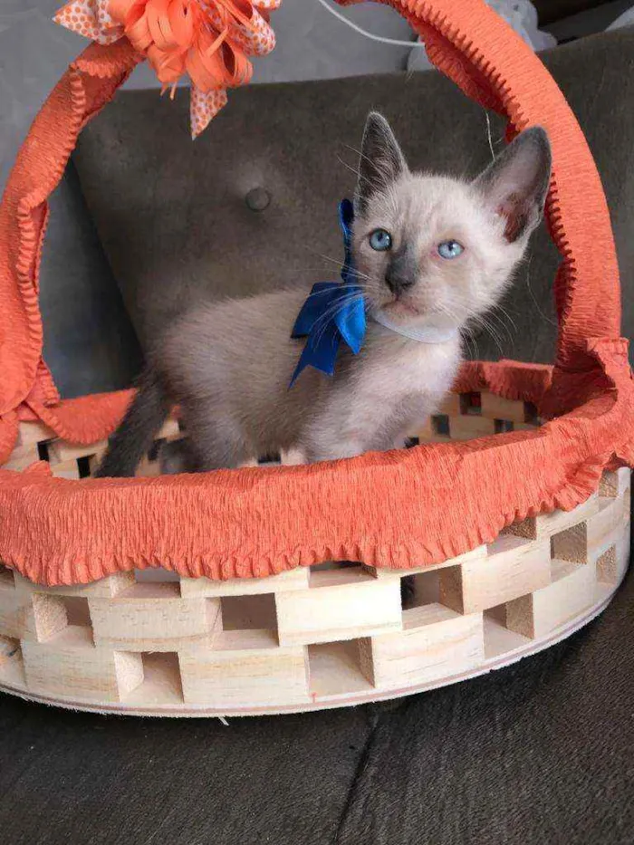 Gato ra a Siames idade 2 a 6 meses nome Mimo