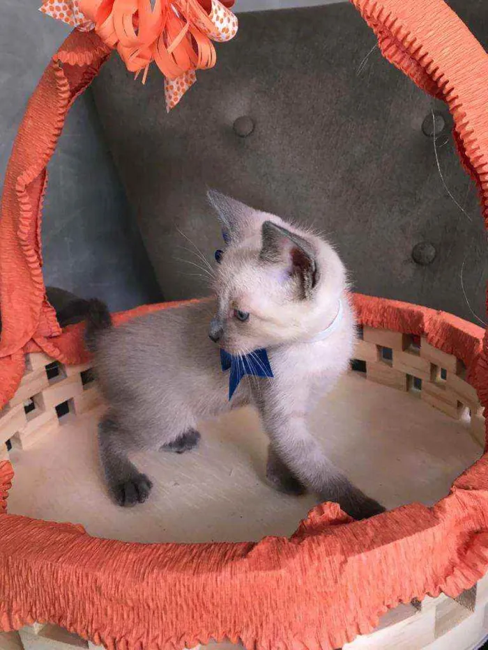 Gato ra a Siames idade 2 a 6 meses nome Mimo