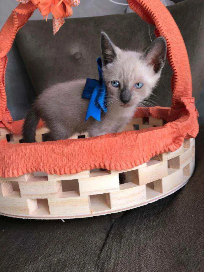 Gato ra a Siames idade 2 a 6 meses nome Mimo