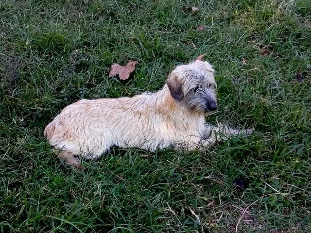 Cachorro ra a SRD idade 7 a 11 meses nome Pelucia