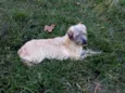 Pelucia