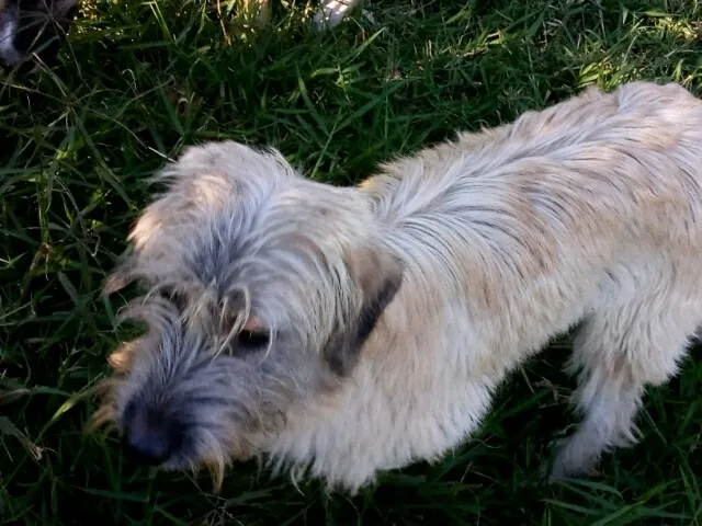 Cachorro ra a SRD idade 7 a 11 meses nome Pelucia