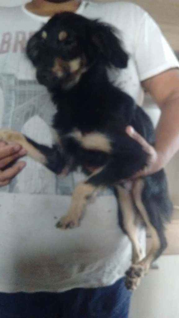 Cachorro ra a Vira lata idade 2 a 6 meses nome 1 pelanca 1 bolinha 