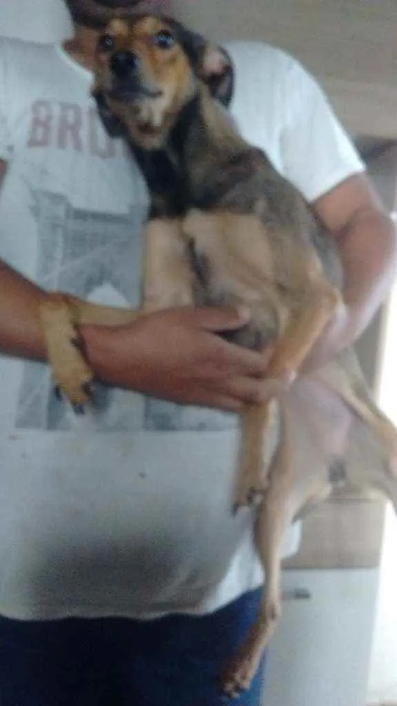 Cachorro ra a Vira lata idade 2 a 6 meses nome 1 pelanca 1 bolinha 