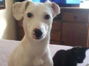 Cachorro raça SRD idade 7 a 11 meses nome Nina