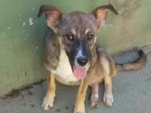 Cachorro raça SRD idade 7 a 11 meses nome Luppi