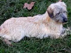 Cachorro raça SRD idade 7 a 11 meses nome Pelucia
